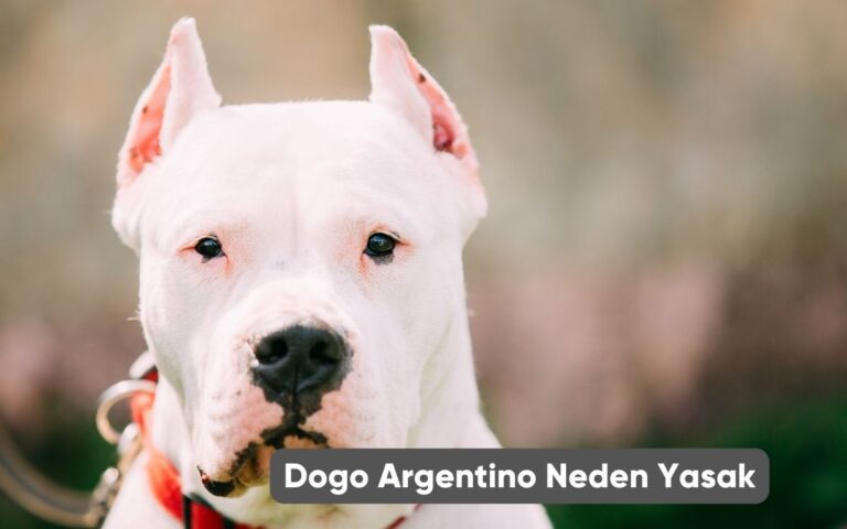 Dogo Argentino Neden Yasak